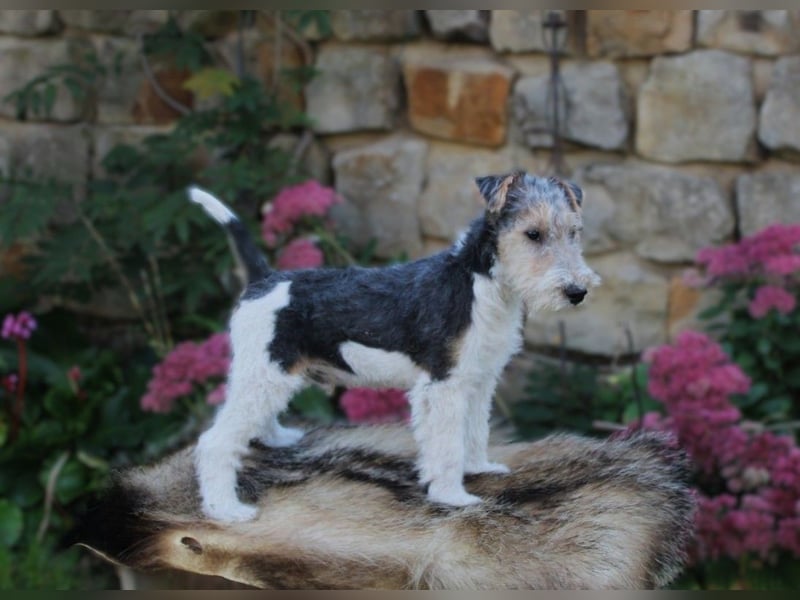Drahthaar Foxterrier Rüde 3 Monate.