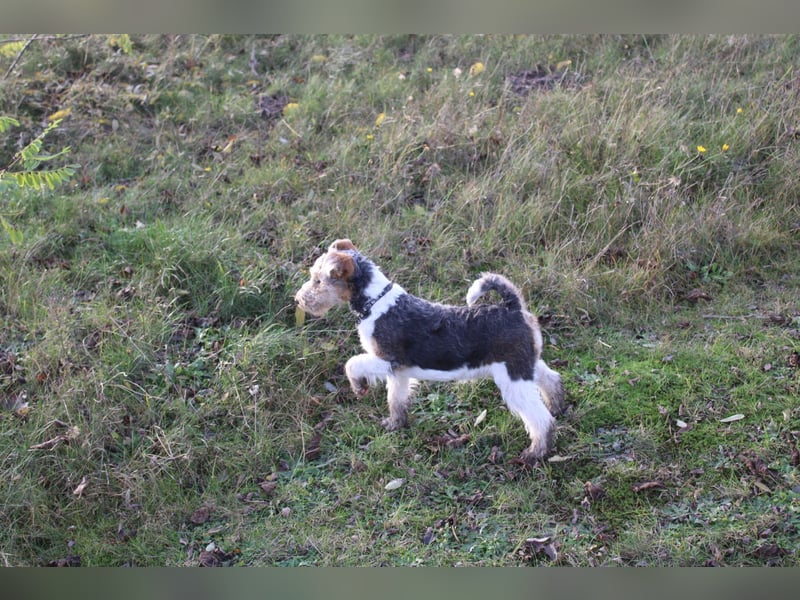 Foxterrier Welpen .