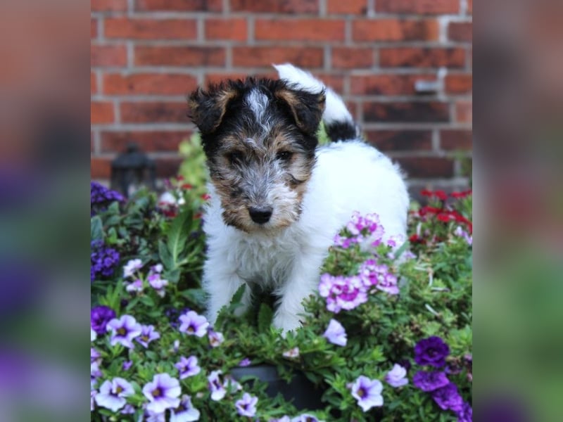 Drahthaar Foxterrier Welpen.