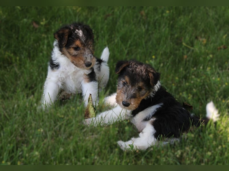 Foxterrier Welpen .