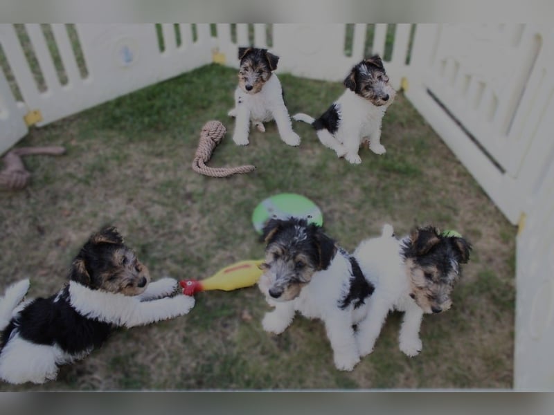 Drahthaar Foxterrier Welpen.