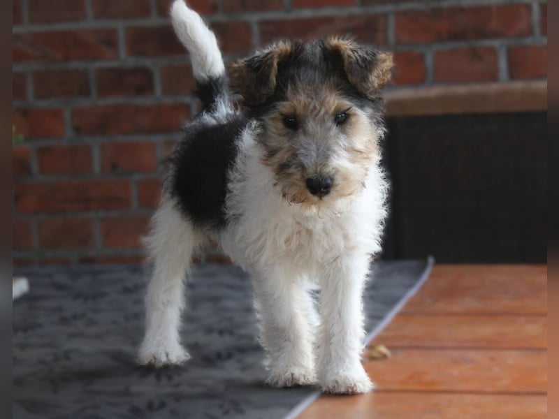 Foxterrier Hündin 2 Monate.