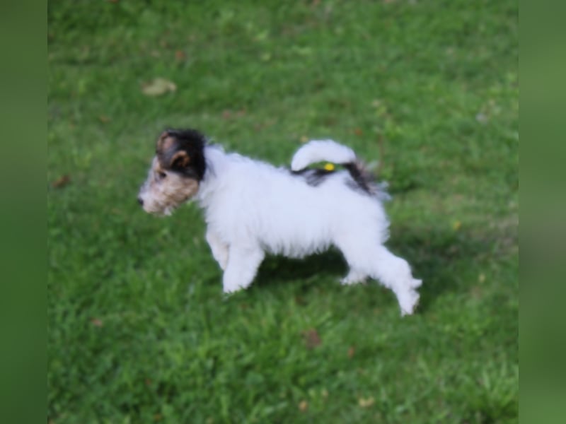 Foxterrier Hündin 2 Monate.