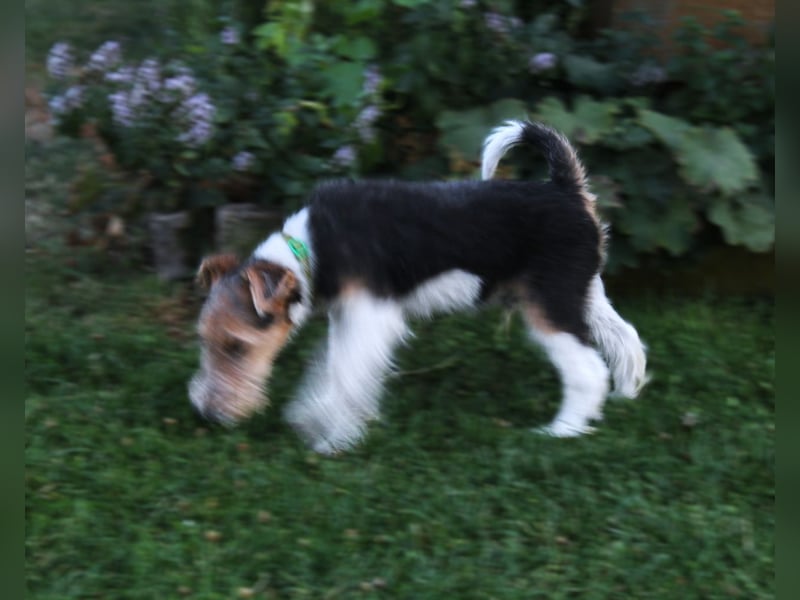 Foxterrier Welpe. Rüde.