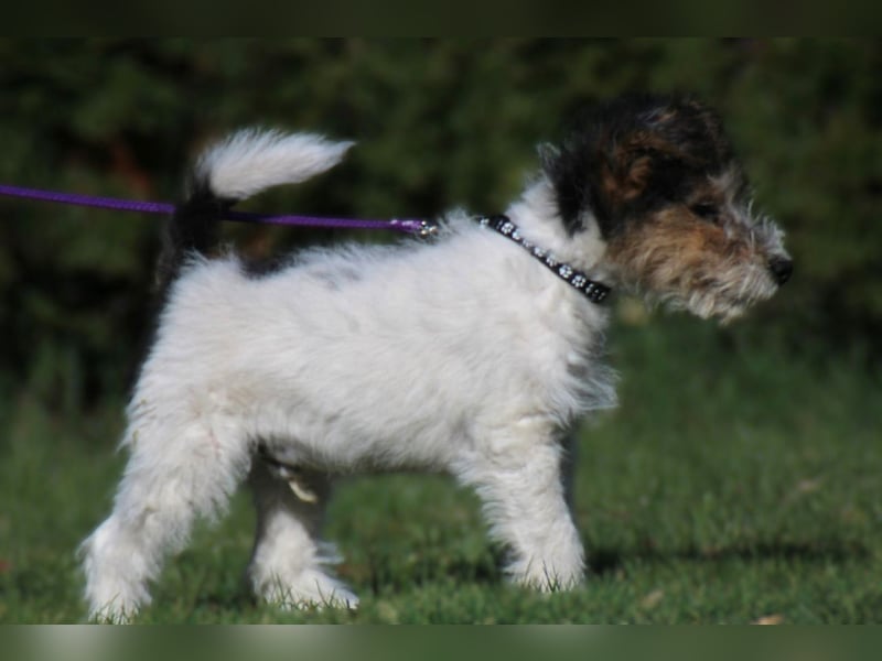 Foxterrier Welpe. Rüde.