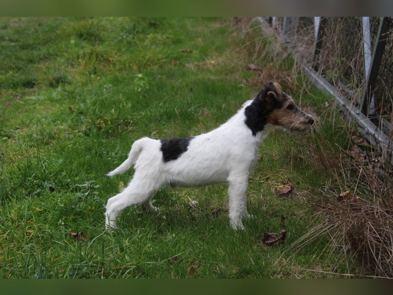 Foxterrier Welpe. Rüde.