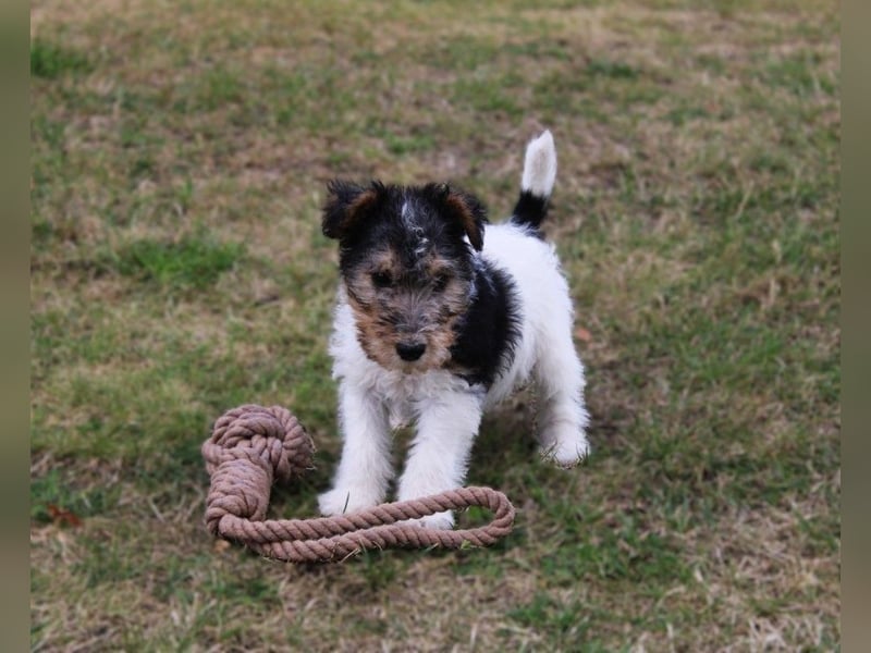 Drahthaar Foxterrier Welpen.