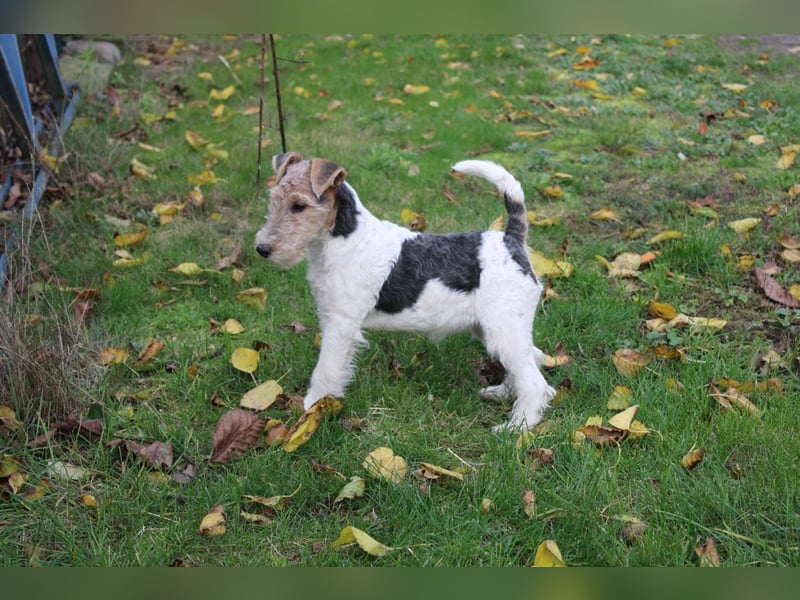Foxterrier Welpen .