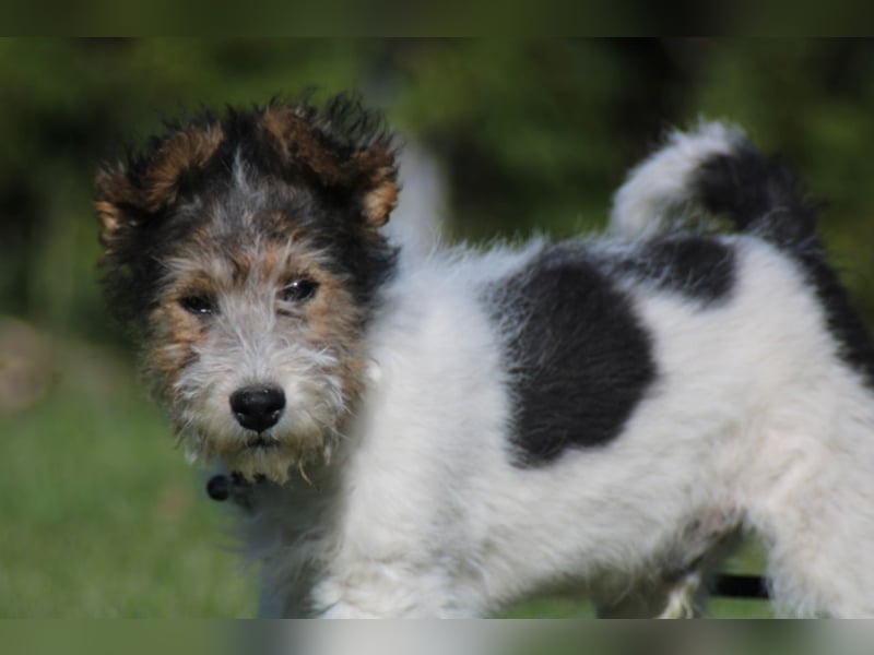 Foxterrier Welpe. Rüde.