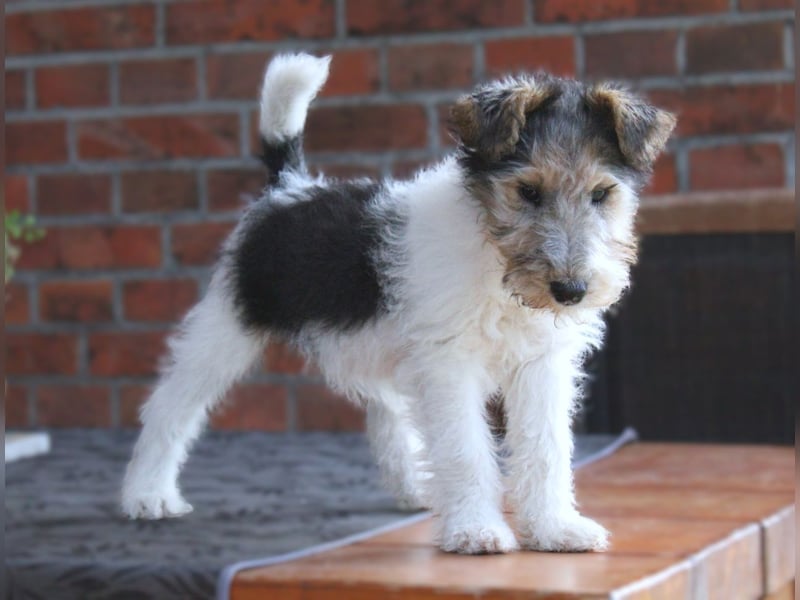 Foxterrier Hündin 2 Monate.