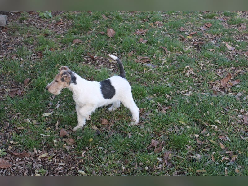 Foxterrier Welpen .