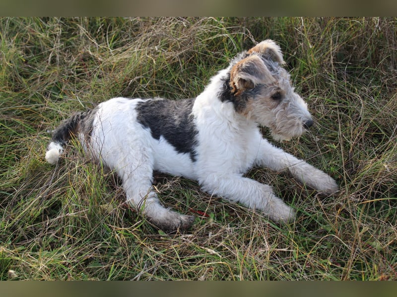 Foxterrier Welpen .