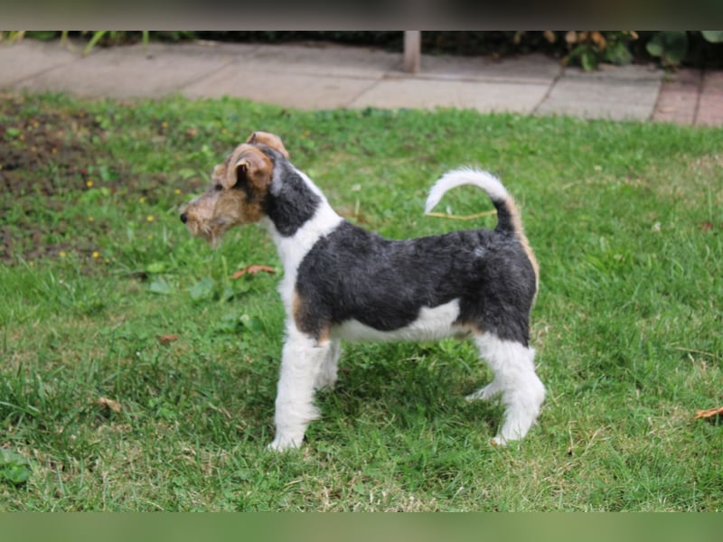 Drahthaar Foxterrier Rüde 3 Monate.