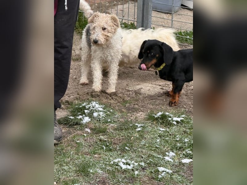 Panka - süße Foxi Hündin o. Papiere