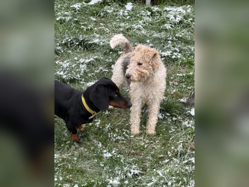 Panka - süße Foxi Hündin o. Papiere