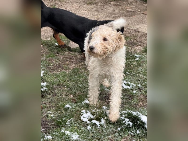 Panka - süße Foxi Hündin o. Papiere