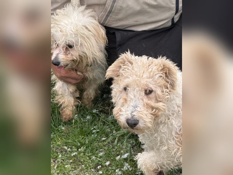 Panka - süße Foxi Hündin o. Papiere