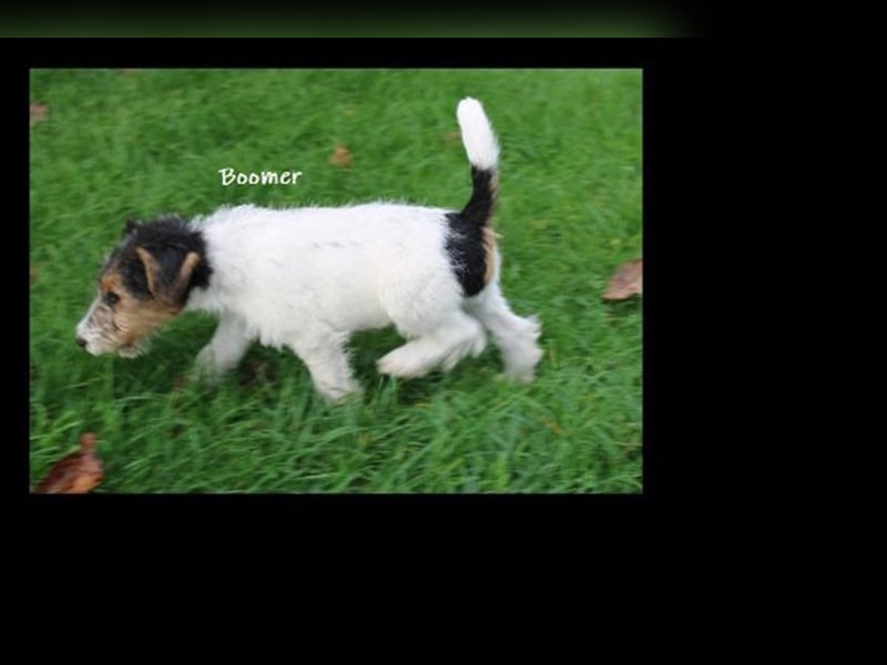 Drahthaar Foxterrier-Welpen