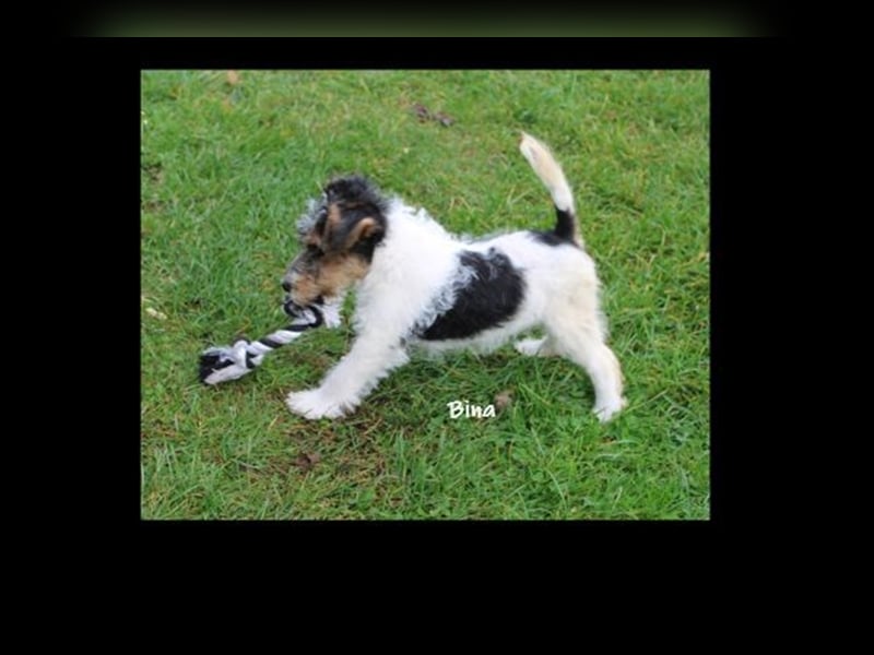 Drahthaar Foxterrier-Welpen