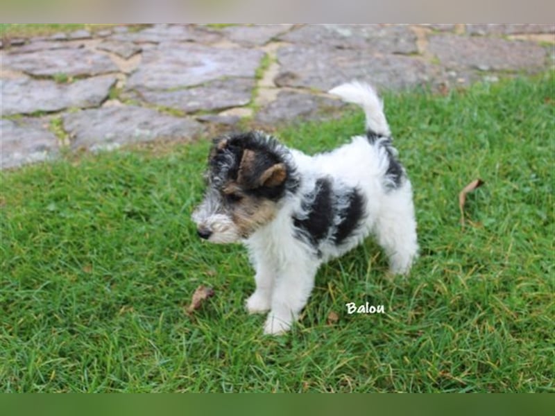 Drahthaar Foxterrier-Welpen