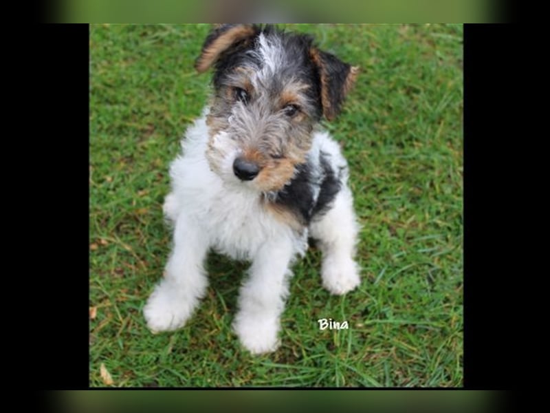 Drahthaar Foxterrier-Welpen