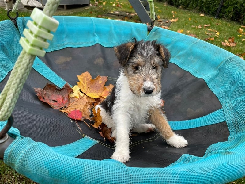 Zwei Drathaar Foxterrier Rüden