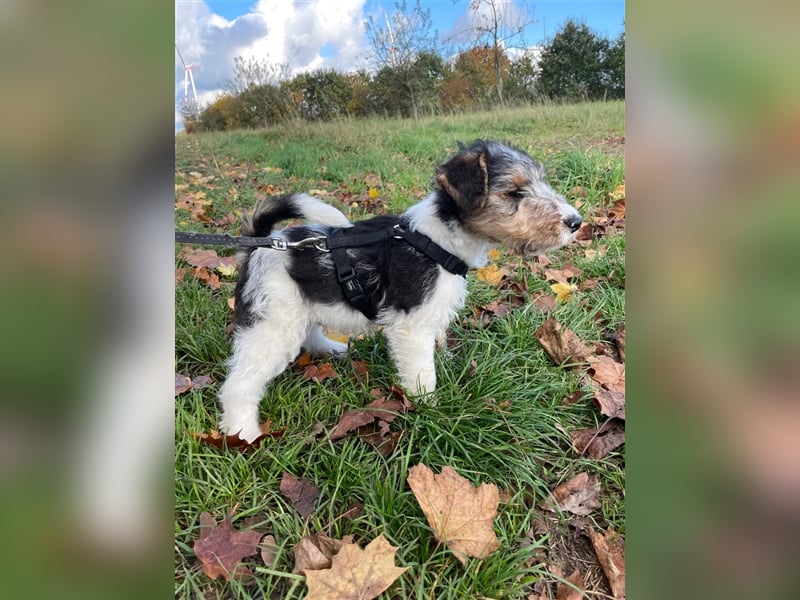 Zwei Drathaar Foxterrier Rüden