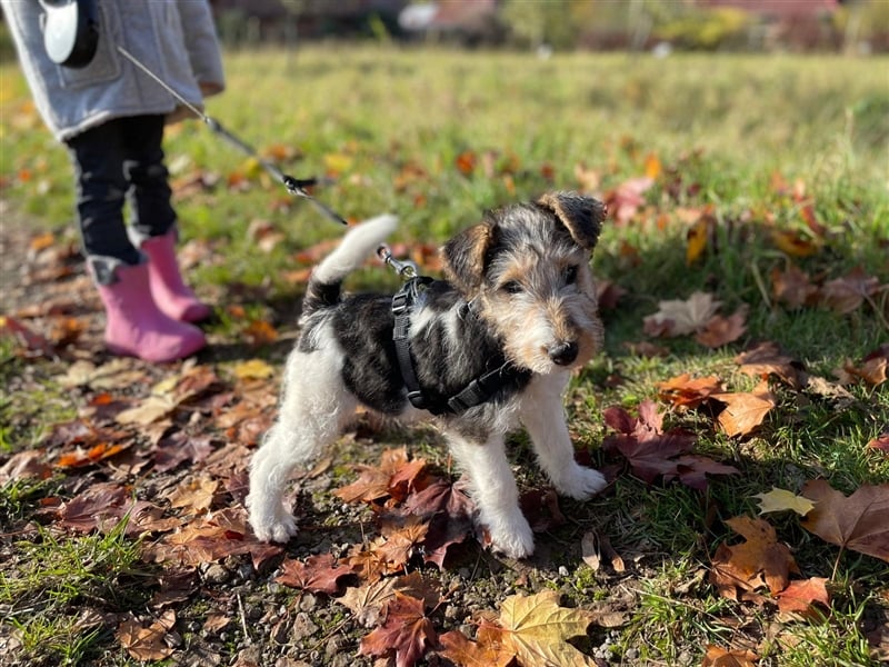 Zwei Drathaar Foxterrier Rüden