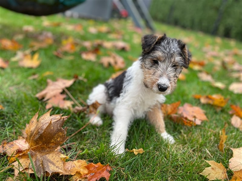 Zwei Drathaar Foxterrier Rüden