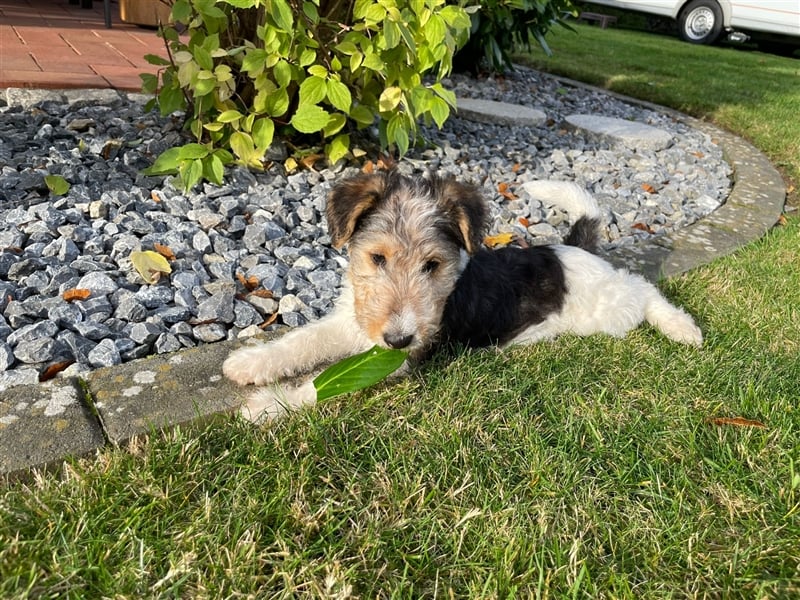 Zwei Drathaar Foxterrier Rüden