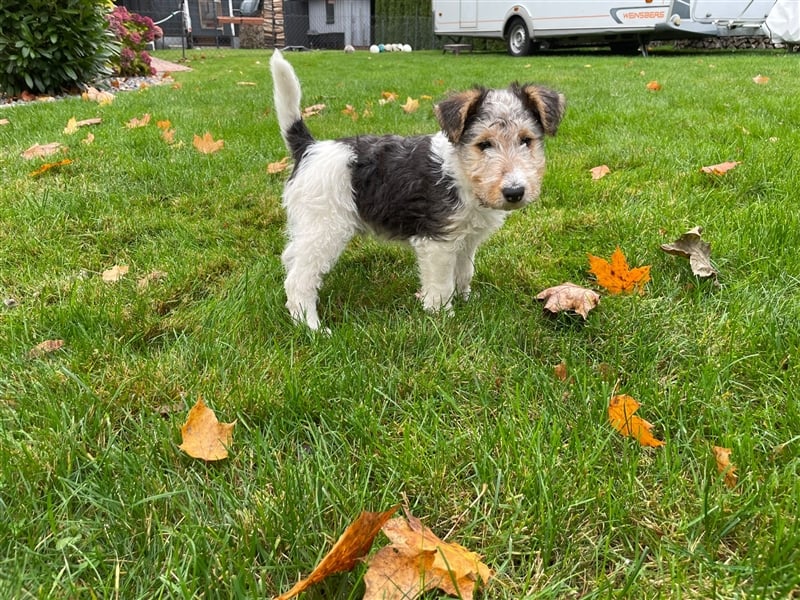 Zwei Drathaar Foxterrier Rüden