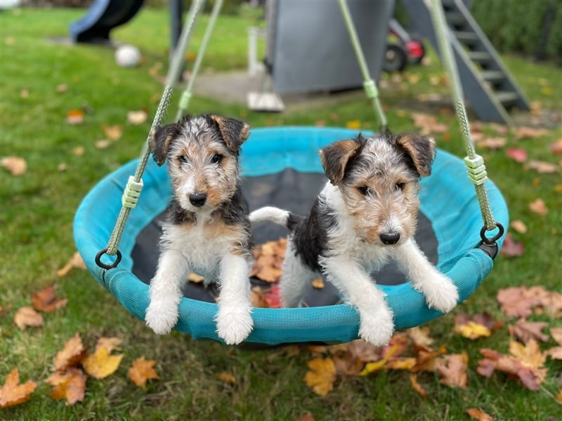 Zwei Drathaar Foxterrier Rüden