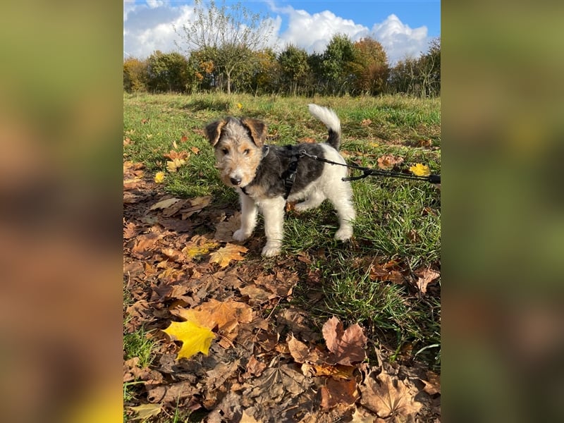 Zwei Drathaar Foxterrier Rüden