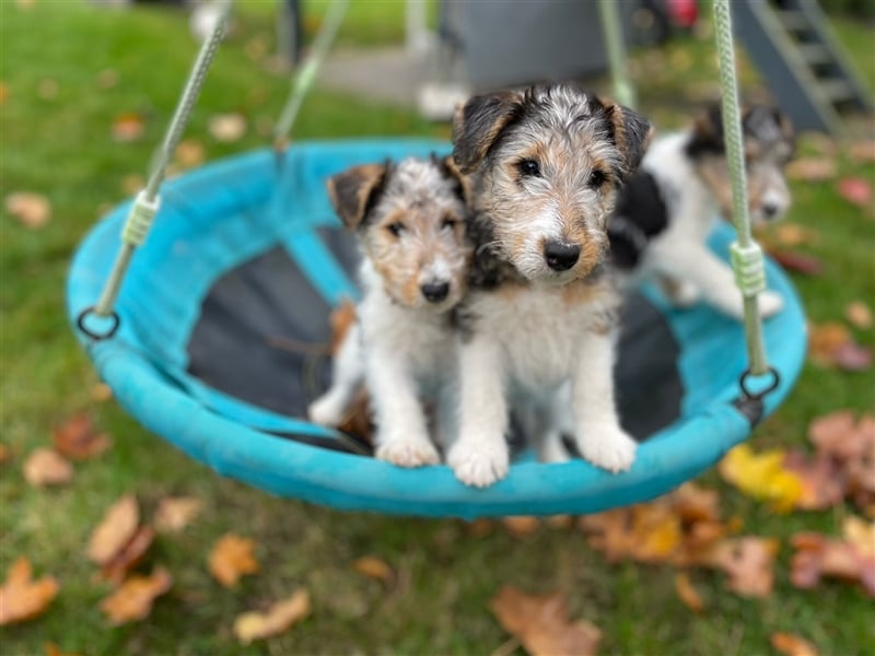 Zwei Drathaar Foxterrier Rüden