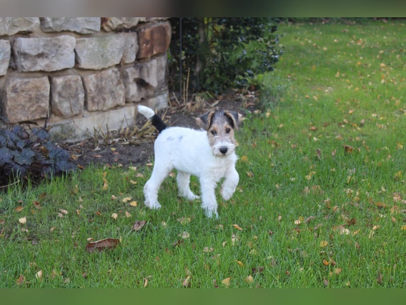 Foxterrier Rüde 3 Monate.