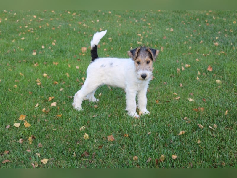 Foxterrier Rüde 3 Monate.