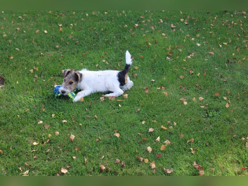 Foxterrier Rüde 3 Monate.