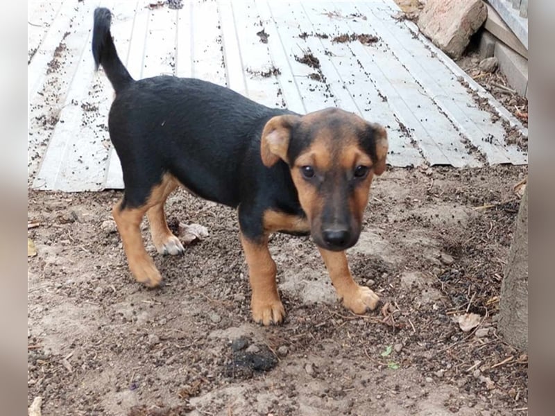 Levi sucht ein Zuhause