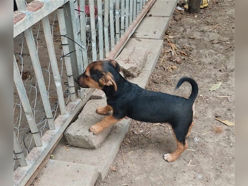 Levi sucht ein Zuhause