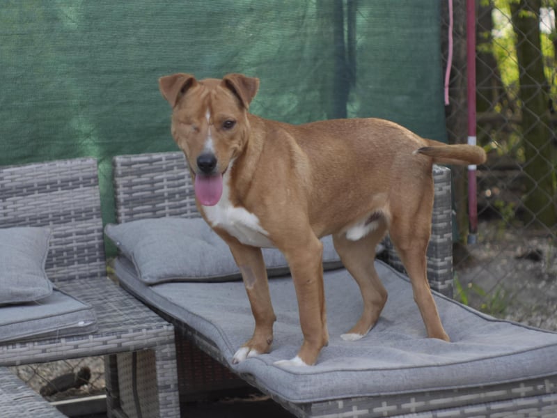 SILVESTER ca. 2 J. Beagle-Foxterriermixrüde, aktiv