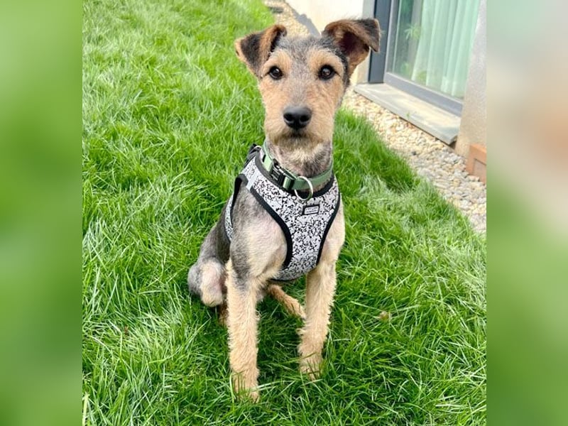 ❤️ superlieber PINO - 1 Jahr, 40cm/9kg - Foxterrier-Mischling