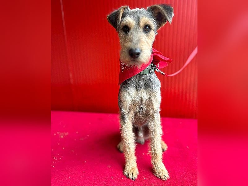 ❤️ superlieber PINO - 1 Jahr, 40cm/9kg - Foxterrier-Mischling
