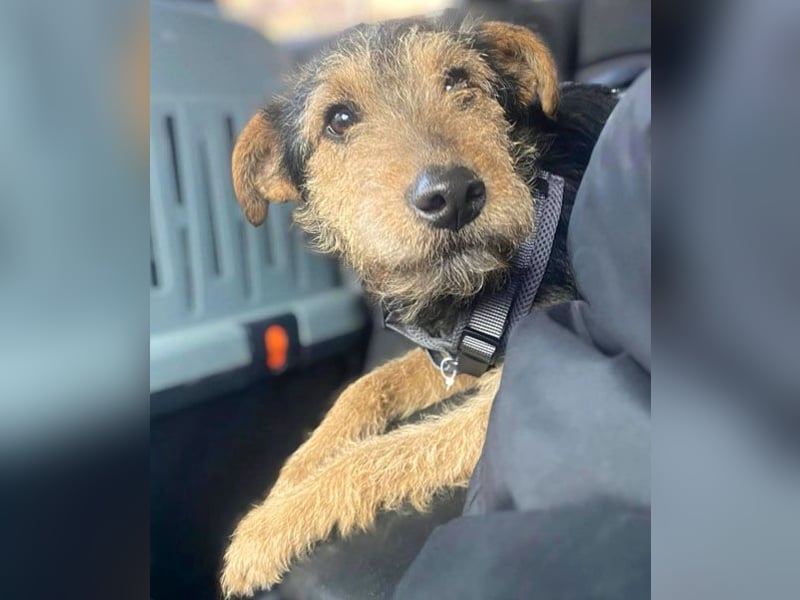❤️ superlieber PINO - 1 Jahr, 40cm/9kg - Foxterrier-Mischling