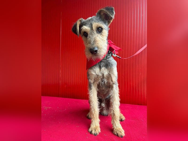 ❤️ superlieber PINO - 1 Jahr, 40cm/9kg - Foxterrier-Mischling