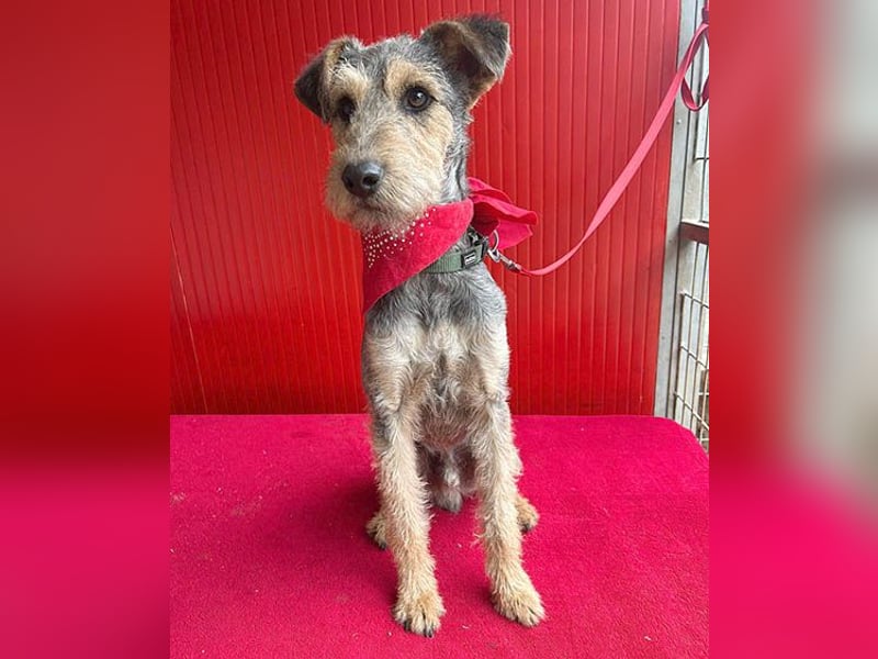 ❤️ superlieber PINO - 1 Jahr, 40cm/9kg - Foxterrier-Mischling