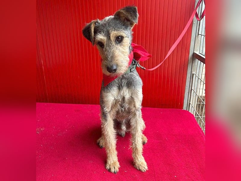❤️ superlieber PINO - 1 Jahr, 40cm/9kg - Foxterrier-Mischling