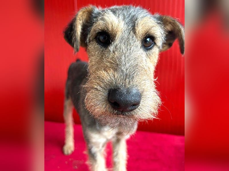 ❤️ superlieber PINO - 1 Jahr, 40cm/9kg - Foxterrier-Mischling