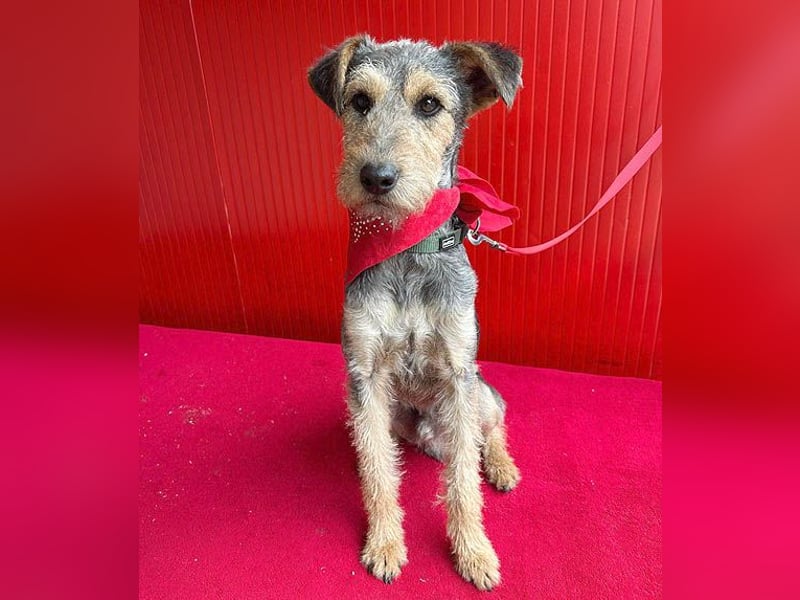 ❤️ superlieber PINO - 1 Jahr, 40cm/9kg - Foxterrier-Mischling