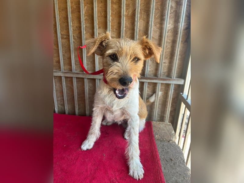 Flip, Foxterrier-Mix, Rüde, geb. am 01.01.2024, 45 cm