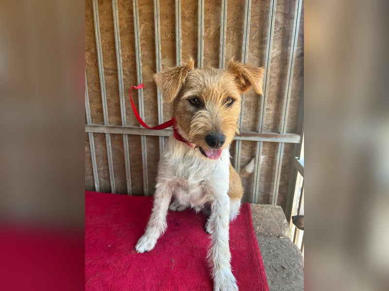 Flip, Foxterrier-Mix, Rüde, geb. am 01.01.2024, 45 cm